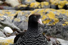 Kelpgans (5 von 8).jpg